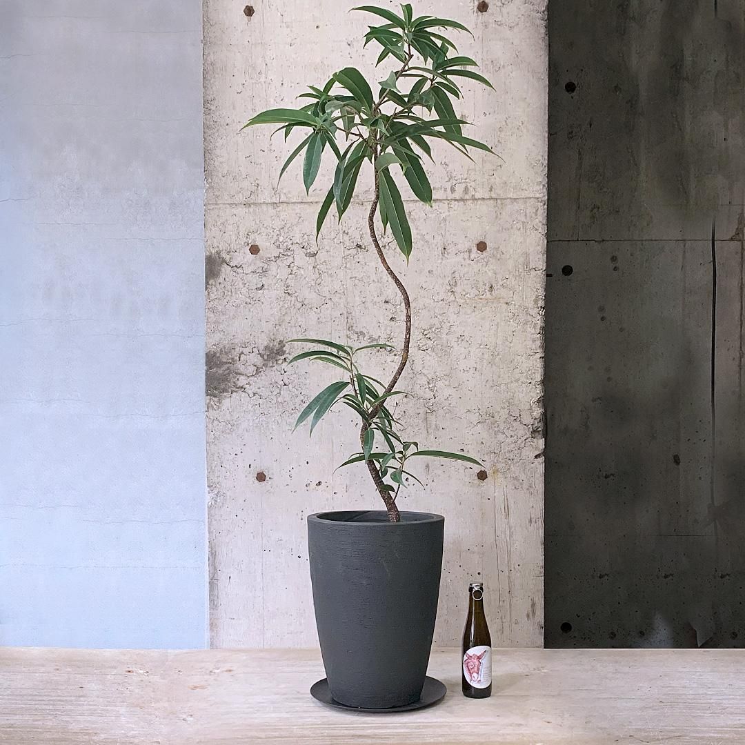 ショウナンゴムノキ：バリエガータ 8号鉢植え の通販 | 園芸ネット