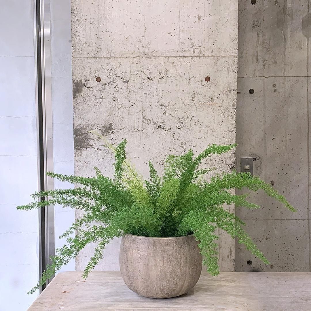 アスパラ アスパラガスの通販｜山形うまいずマーケット｜産地直送｜極太