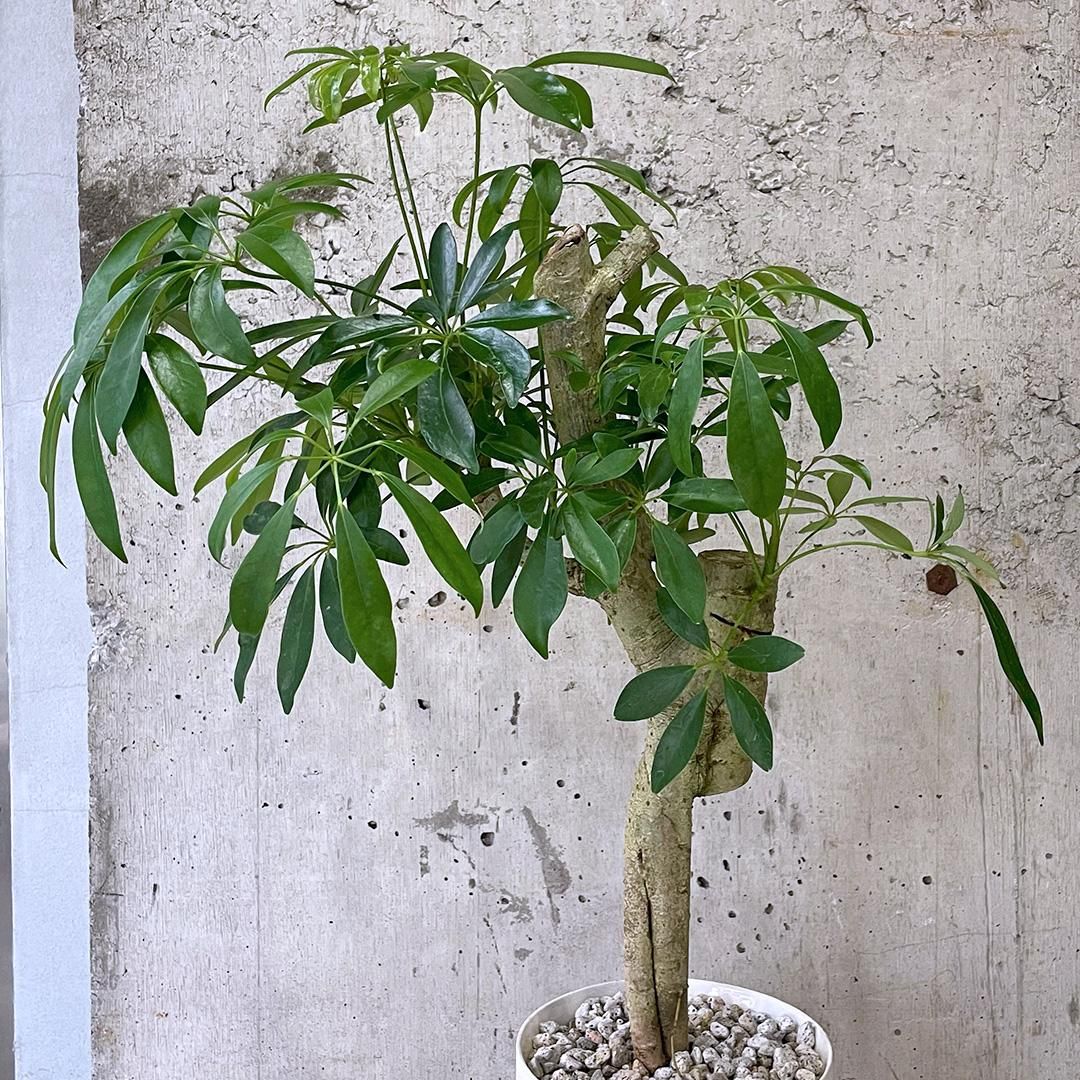 現品 シェフレラ 気根 4番 曲がり 観葉植物 人気 インテリア