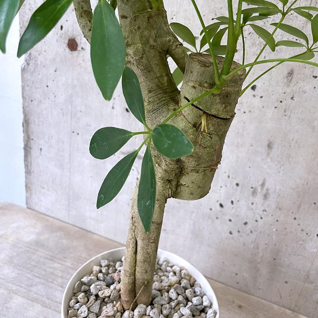 現品　シェフレラ　気根　4番　曲がり　観葉植物　人気　インテリアグリーン　斑入り 現品 シェフレラ 気根 4番 曲がり 観葉植物 人気 インテリア