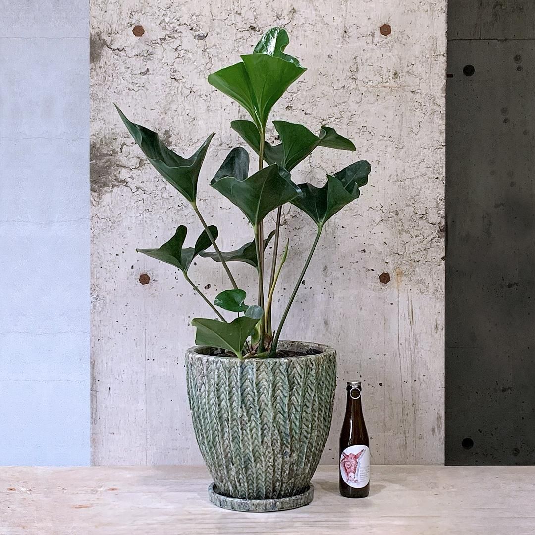 超格安価格 170879410_o6.jpg? その他観葉植物