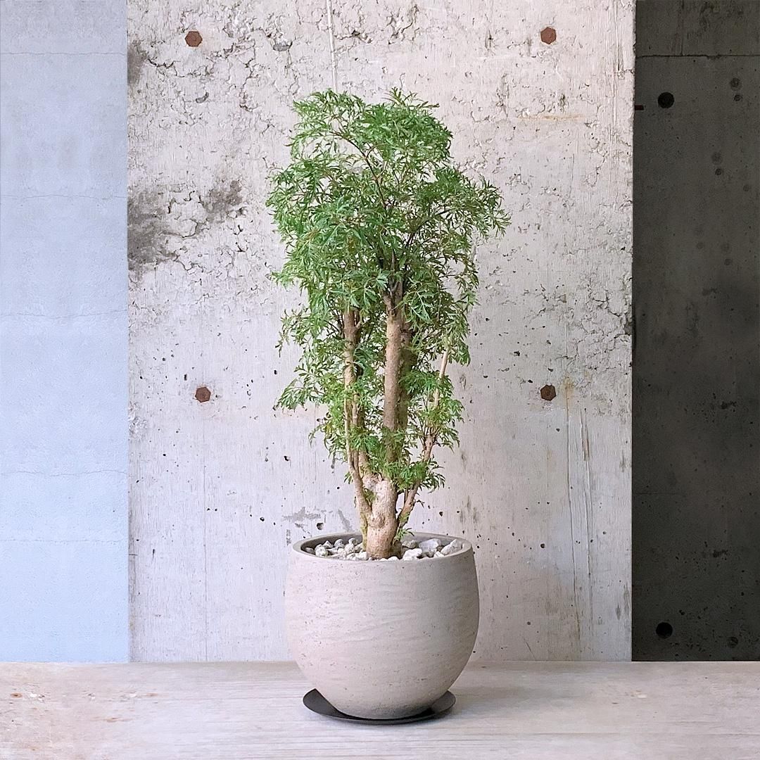 CD ポリシャス 全ての始まりの朝 CD ポリシャス 全ての始まりの朝 CD ポリシャス 全ての始まりの朝 CD