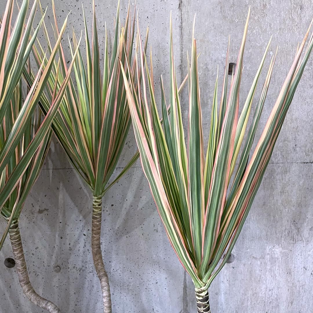 配達エリア限定] ドラセナ コンシンネ トリカラー BK - TRANSHIP