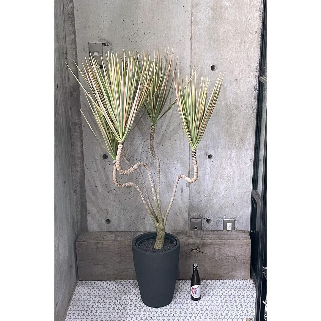 【こだわり樹形】　ドラセナ　コンシンネ　トリカラー　曲がり　陶器鉢　植え込み発送 こだわり樹形】 ドラセナ コンシンネ トリカラー 曲がり 陶器鉢