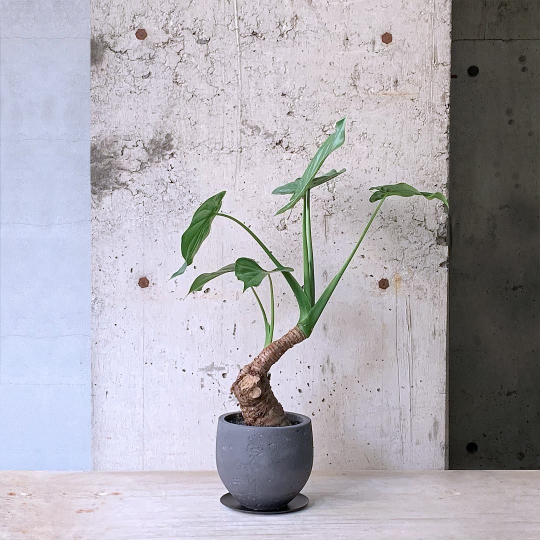 クワズイモ | 観葉植物 - 観葉植物・多肉植物の販売、通販│cocoha