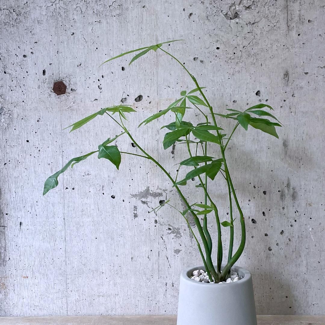 楽天市場】土を使わない観葉植物 ミニ観葉植物 ゼオライト植え