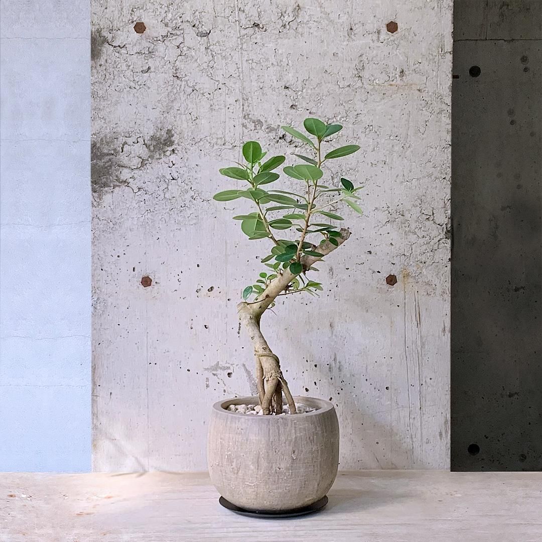 フィカス 白斑パンダガジュマル 【公式通販】