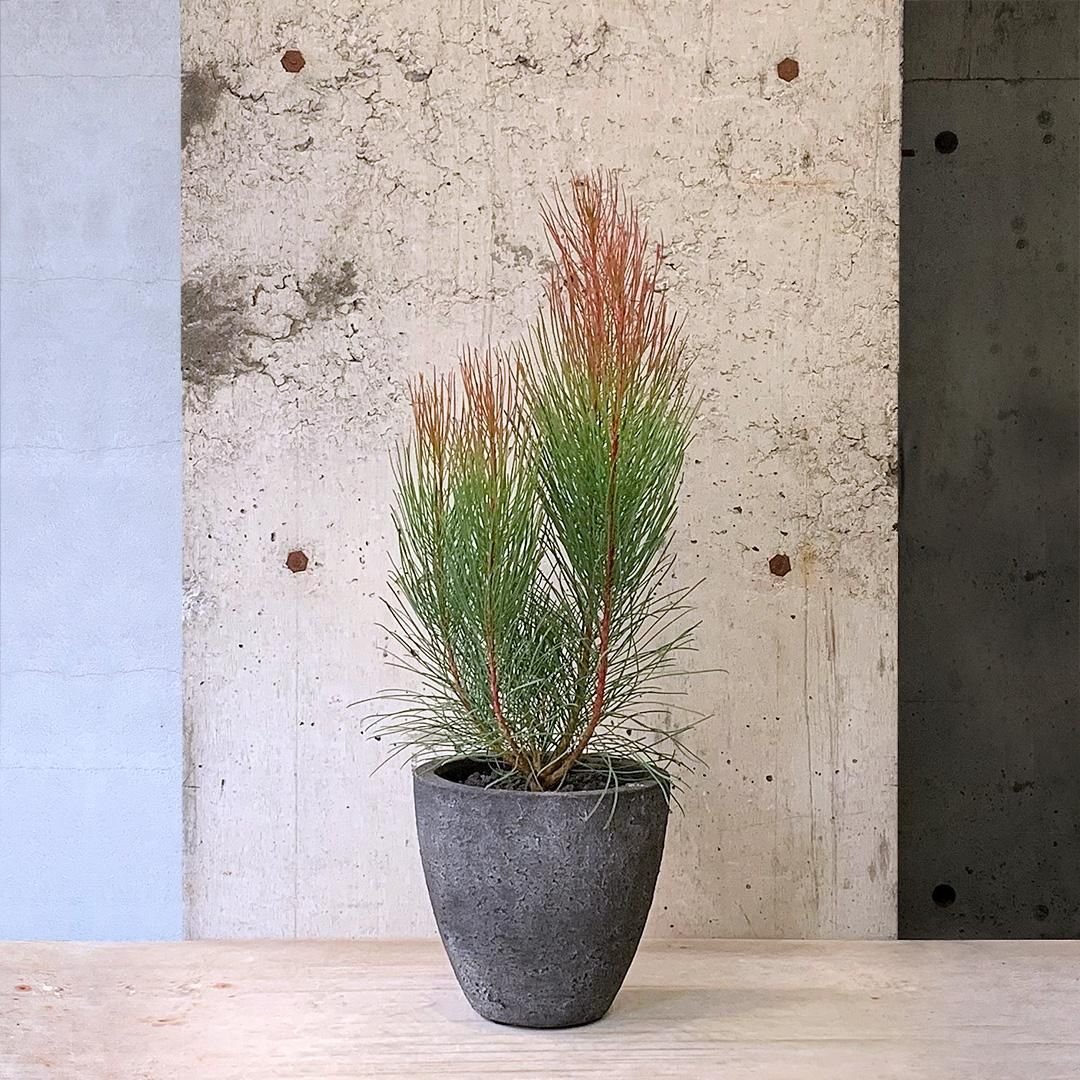 🌿🍃🌱🪴🌵 【オーラックス ・ブロンズヘイズ】 春から夏