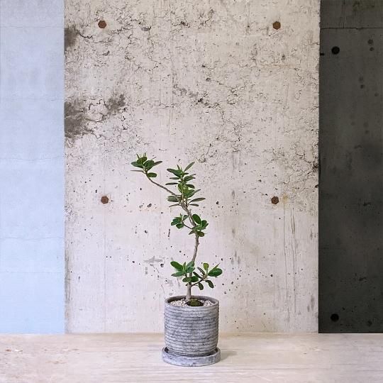 観葉植物（中鉢）の通販はTRANSHIP