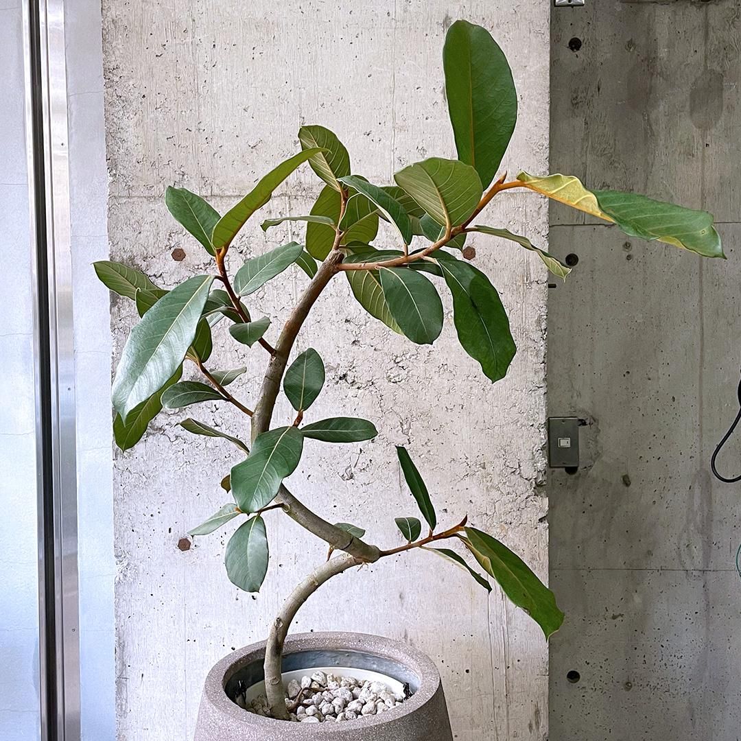 フィカス　ベルベット　お引取り限定　植物　インテリア フィカス ベルベット お引取り限定 植物 インテリア