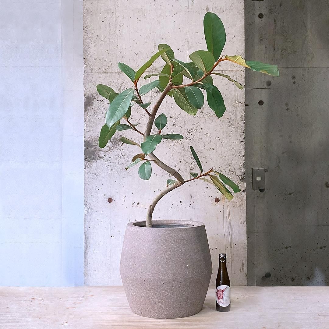 フィカス　ベルベット　お引取り限定　植物　インテリア フィカス・ベルベット | HITOTOKI by MAKIMO PLANT
