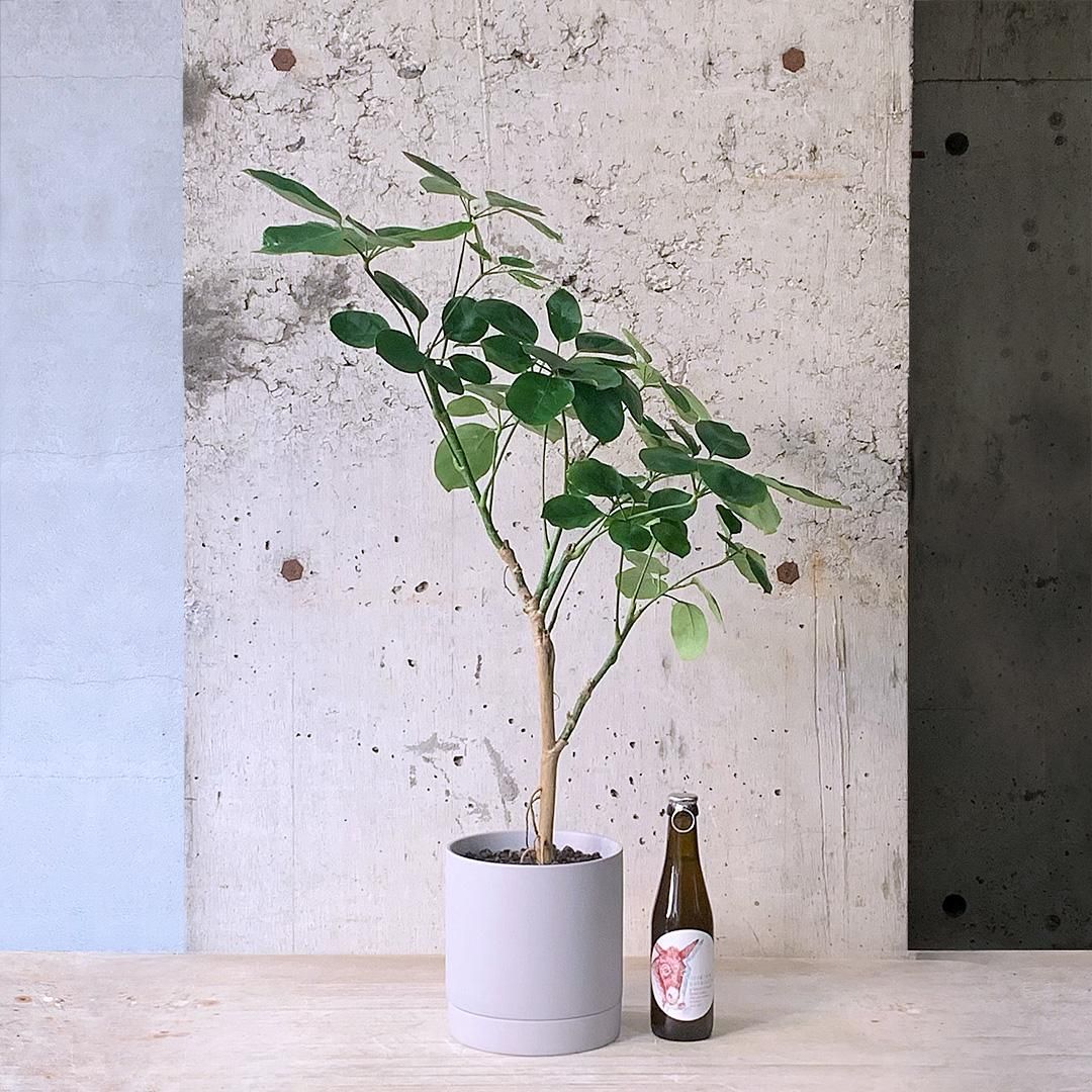 シェフレラ・チェンマイ 販売・通販［詳細ページ］ *tree tree*