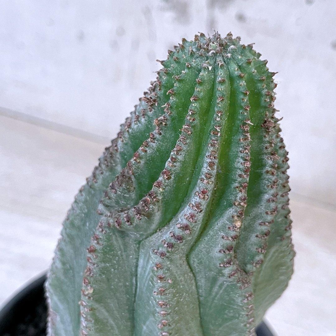 激渋木質化ユーフォルビア バリダ ホリダ オベサ