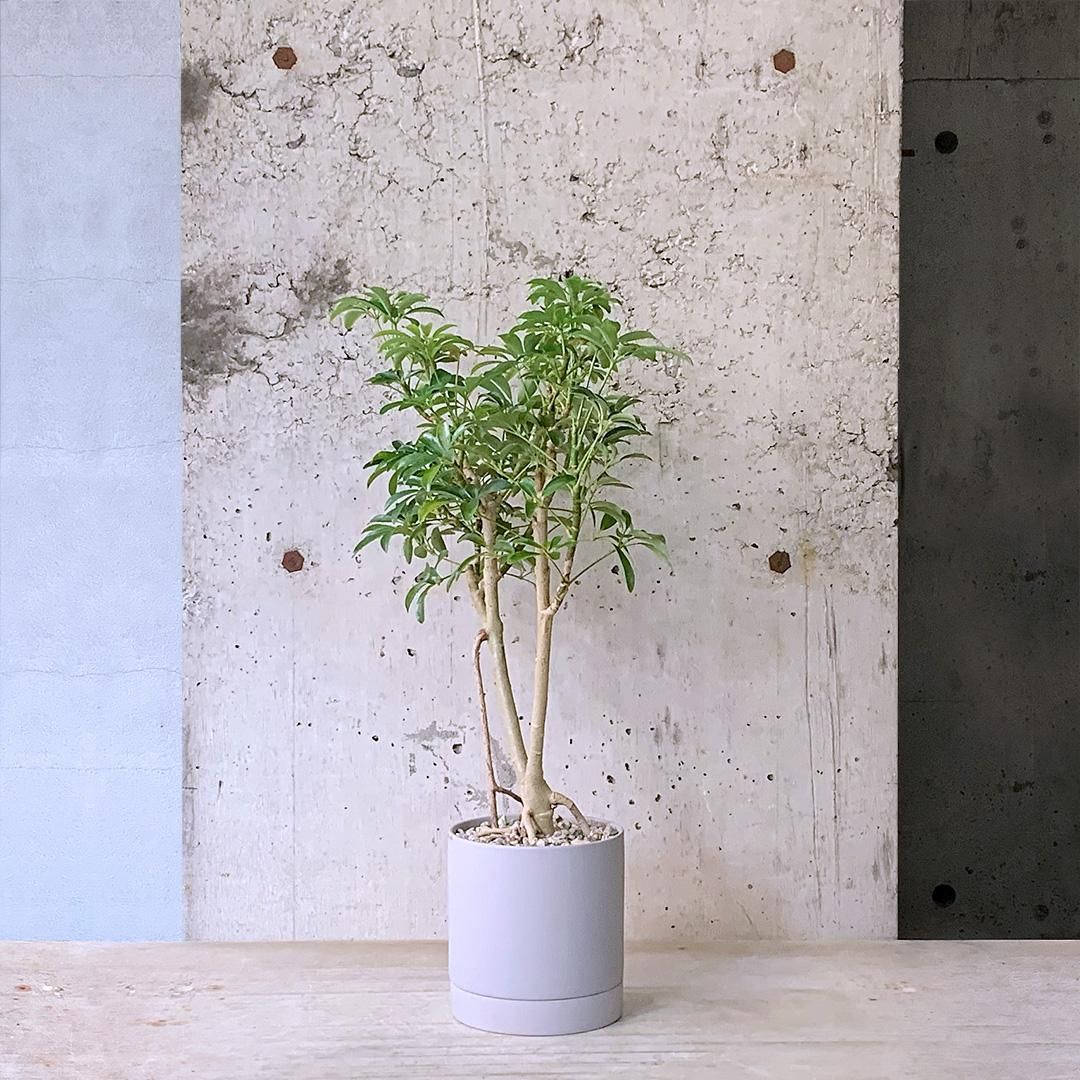 観葉植物 シェフレラ コンパクタ 5号 プラスチック鉢 | 観葉植物