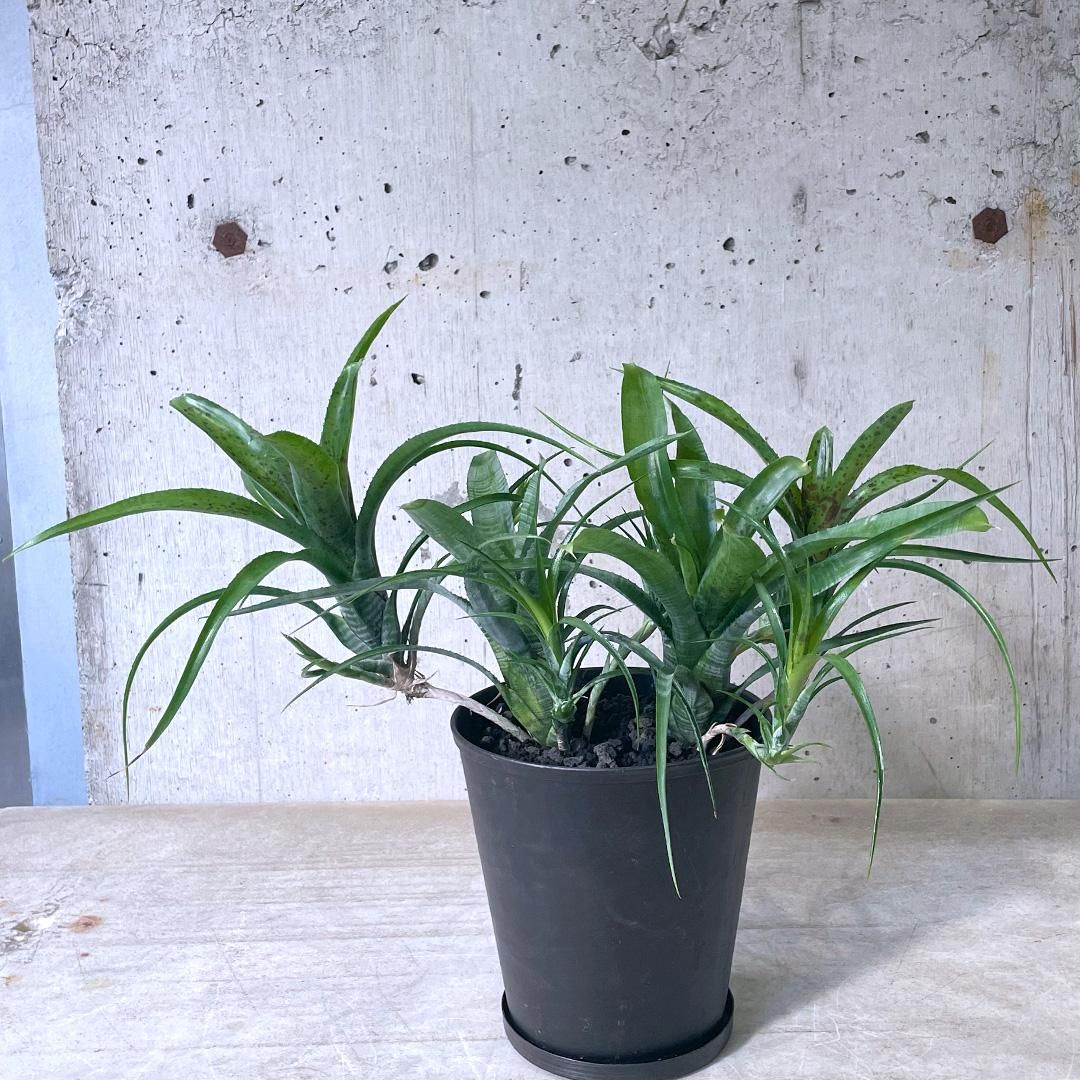 群生 ネオレゲリア パウシフローラ ネオレゲリア パウシフローラ ホワイトフォーム | GREEN LUCK