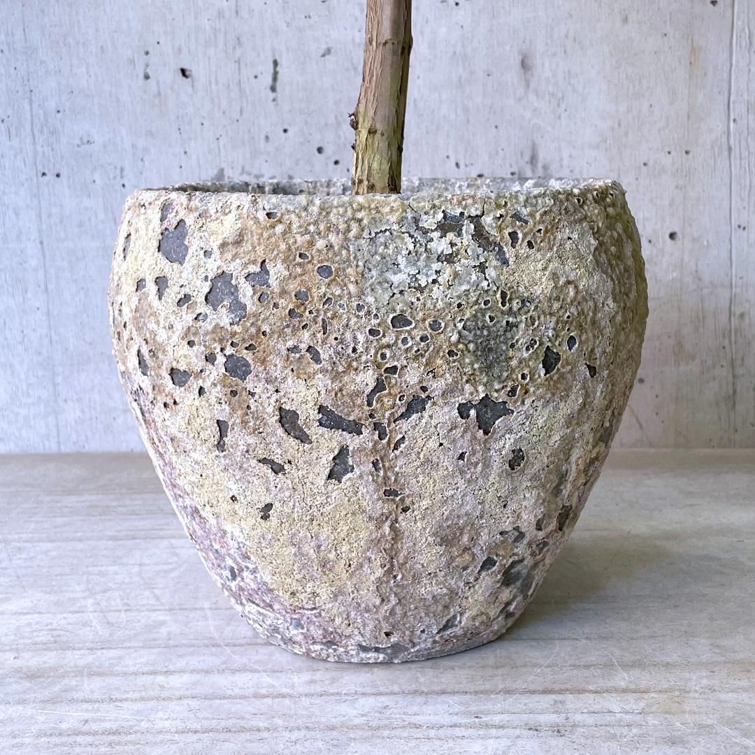 フィカス アフリカンプリンス BJ - TRANSHIP