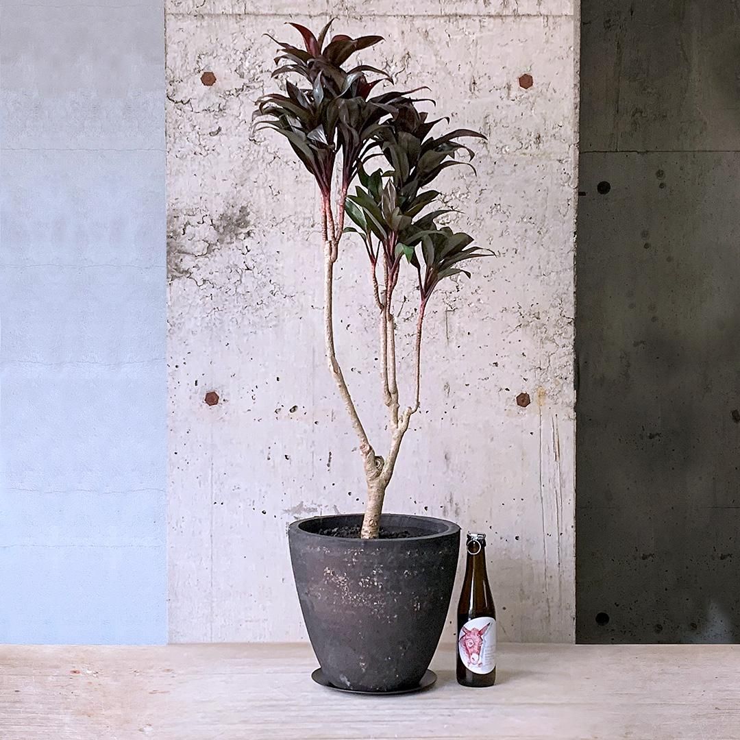 大型 コルジリネ パープルコンパクタ 10号陶器鉢 植え込み発送