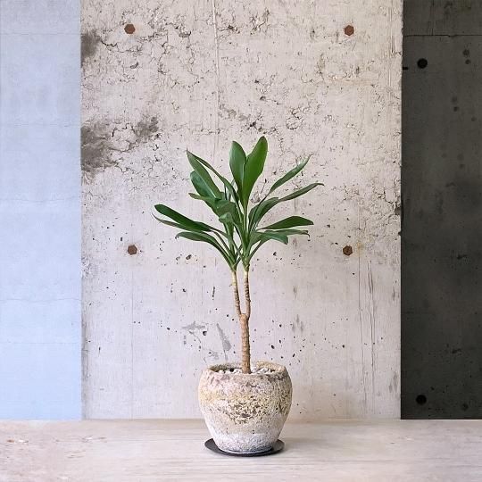 育てやすい植物の通販はTRANSHIP