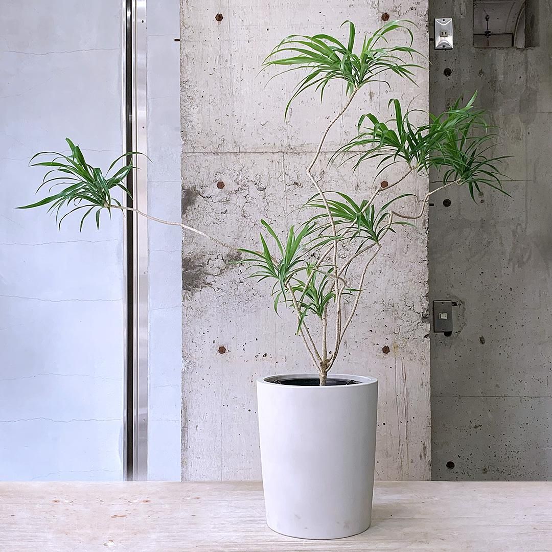 𝗧𝗥𝗢𝗡𝗖 𝗽𝗹𝗮𝗻𝘁 𝘀𝘁𝗼𝗿𝗲 @𝗡𝗮𝗿𝗮 | ◤ TRONC plant
