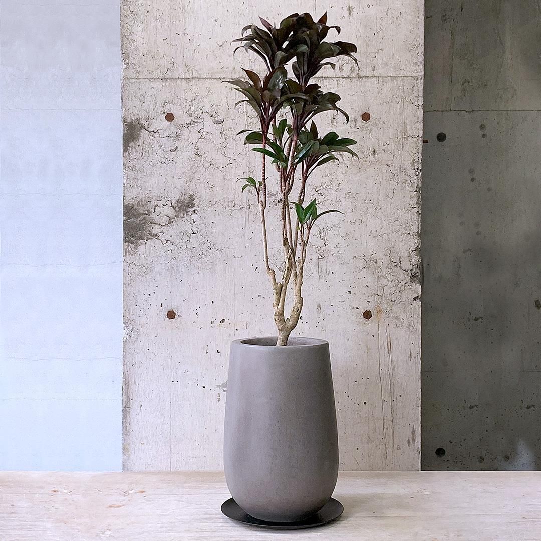 大型 コルジリネ パープルコンパクタ 10号陶器鉢 植え込み発送