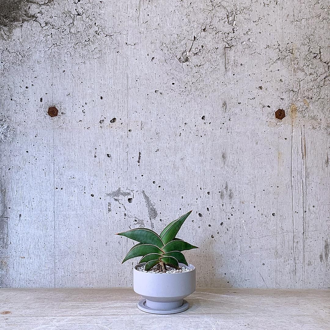 あ*ろ様 【超特大S級輸入株】 サンスベリア　JOX ZIN　サンセベリア　ロリ あ*ろ様 【超特大S級輸入株】 サンスベリア JOX ZIN