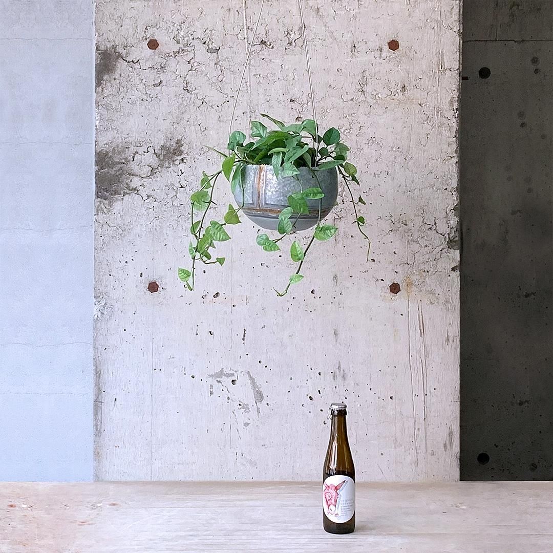 楽天市場】□観葉植物□ NEW！ ミニ観葉 スキンダプサス ダーク