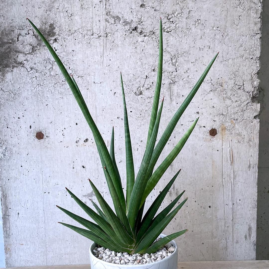 サンセベリア ロイヤルクラウン 斑入り「Sansevieria royal
