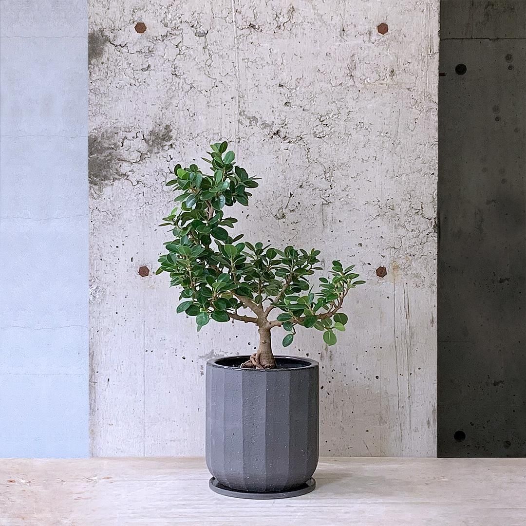 ト*ぶ様 元祖⬛︎ 白 パンダ ガジュマル ⬛︎挿し木専用 f*h様 元祖⬛︎ 白 パンダ ガジュマル ⬛︎挿し木専用