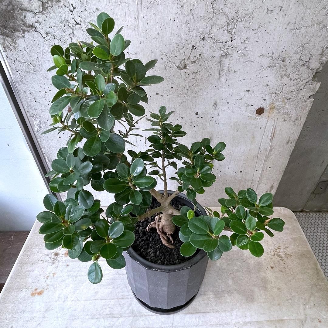 パンダガジュマル BK - TRANSHIP