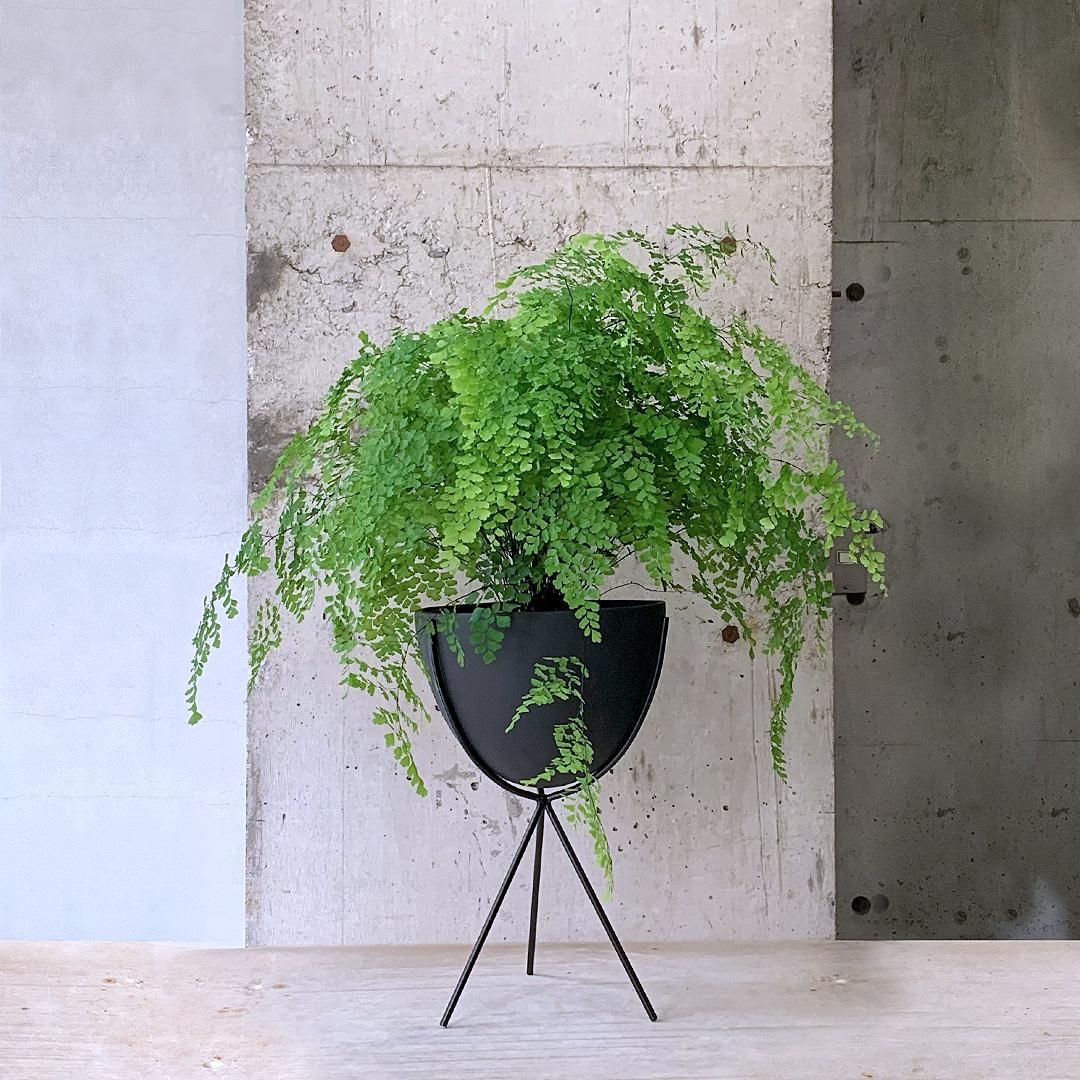 専用＊迎春2025 ブラウンラナンキュラス＆アジアンタム 正月飾り 専用＊迎春2025 ブラウンラナンキュラス＆アジアンタム 正月飾り