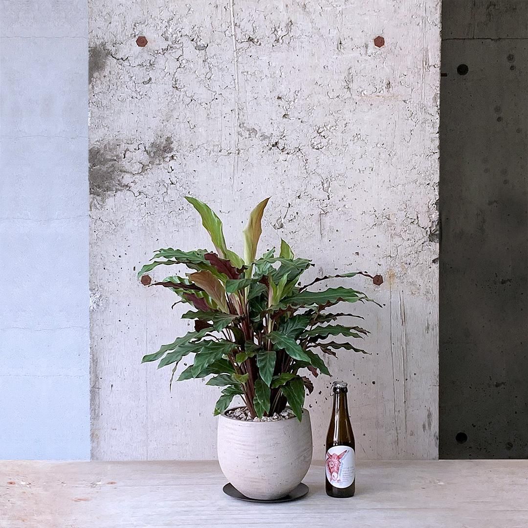 カラテア ルフィバルバ 観葉植物 | 陽華園