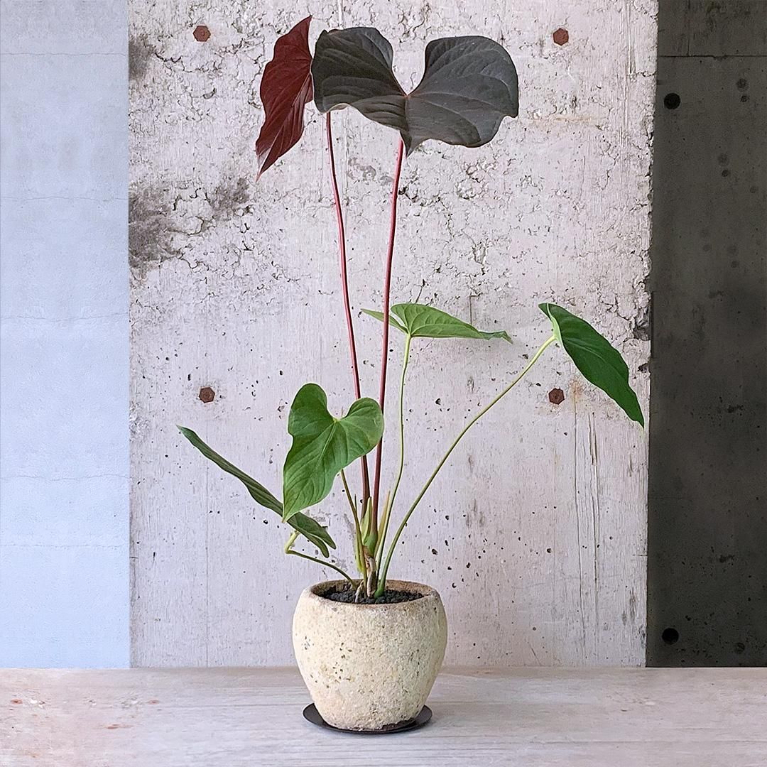 アンスリウム ロムズレッド 大株 葉数多め 株分け可能 15cmロングポット アンスリウム ロムズレッド | GREEN LUCK