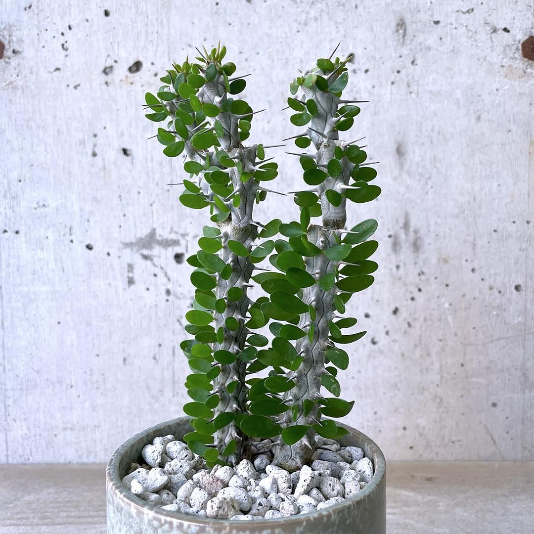 ブルー×レッド アローディア プロセラ | www.chezmoiny.com