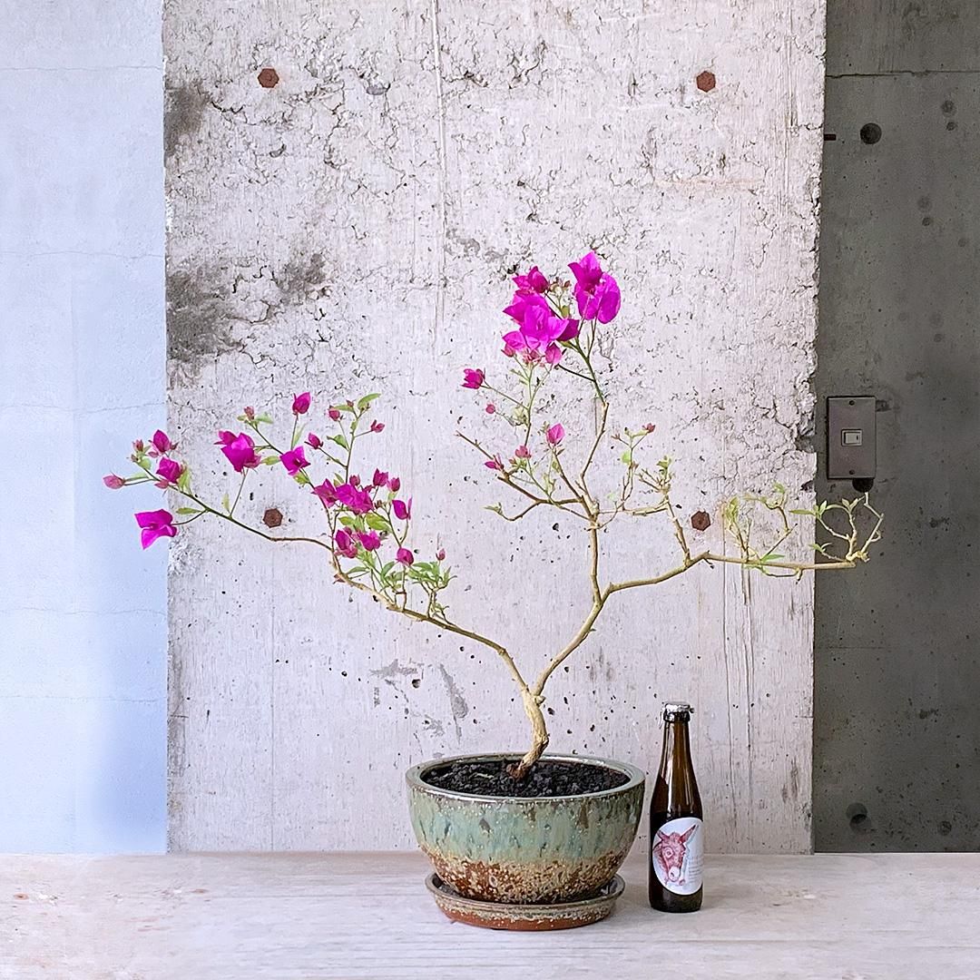 ブーゲンビリア 半懸崖 174439303_o8.jpg?