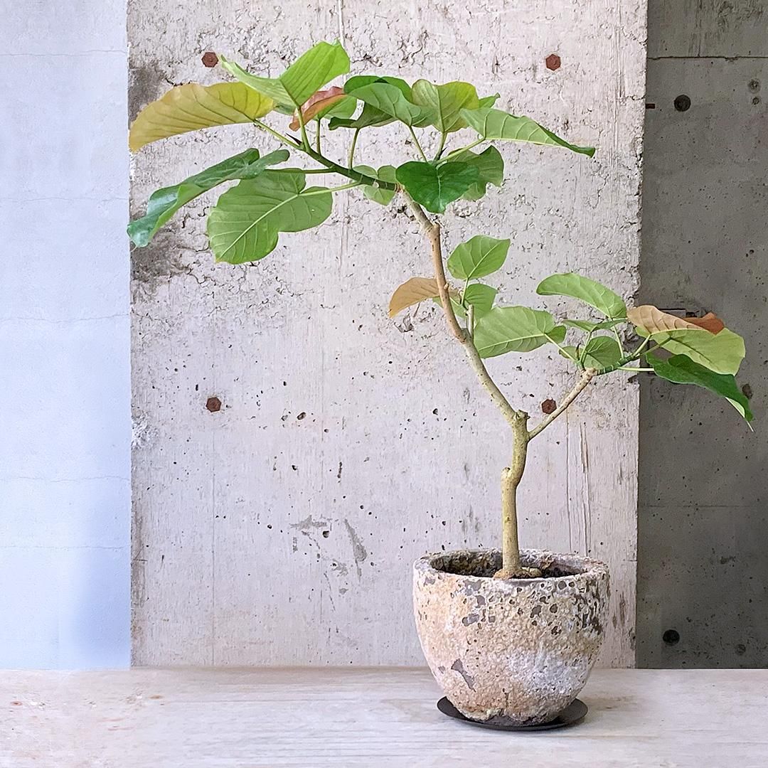 楽天市場】中国 朱泥 植木鉢 緑付丸鉢 足付 4.5号 【盆栽鉢