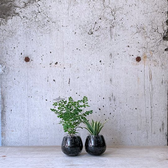 観葉植物小鉢set（トネリコ・ドラセナ コンパクタ）ロッキンググリーン