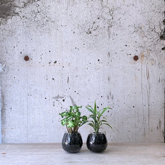 観葉植物小鉢set（シンゴニウム・ドラセナ サンデリアーナ）ロッキンググリーン