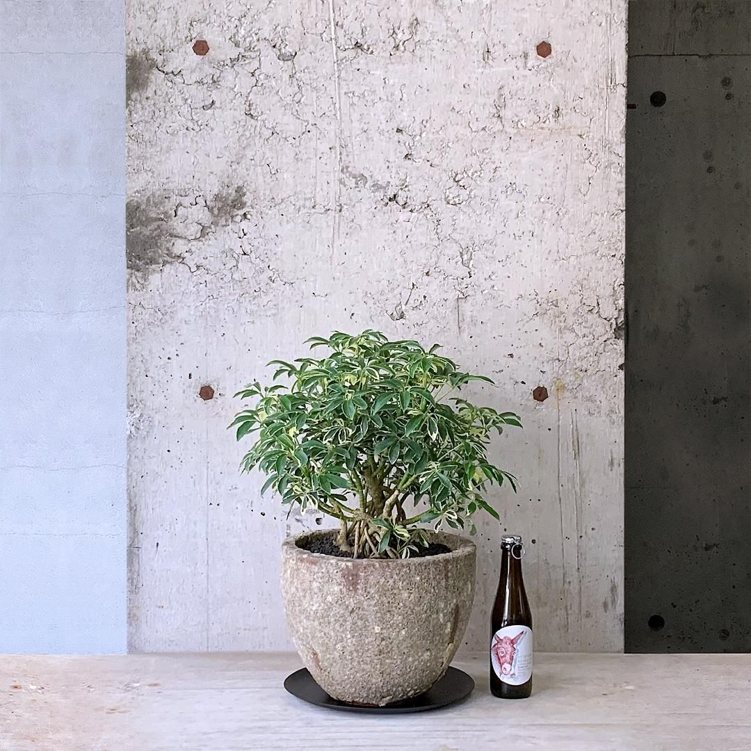 観葉植物：シェフレラ ムーンドロップ*5号 プラポット | 観葉