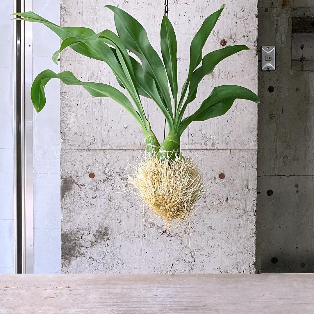 77さま専用 グラマトフィラム　もじゃマトフィラム　蘭　ハンギング　観葉植物 楽天市場】森尾花園さん もじゃマトフィラム 【セール品！】花芽