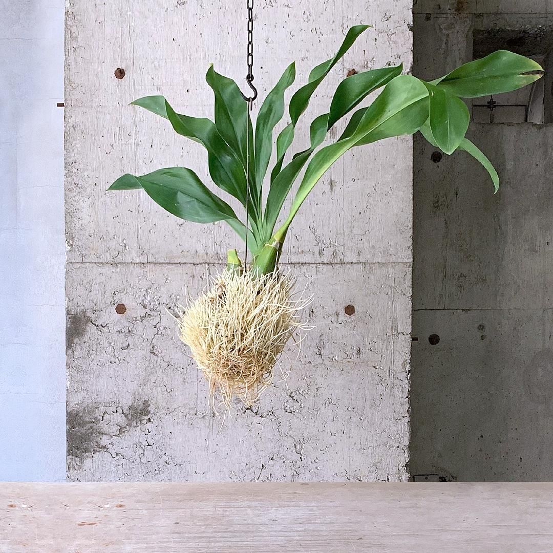 77さま専用 グラマトフィラム　もじゃマトフィラム　蘭　ハンギング　観葉植物 グラマトフィラム もじゃマトフィラム 蘭 ハンギング 観葉植物