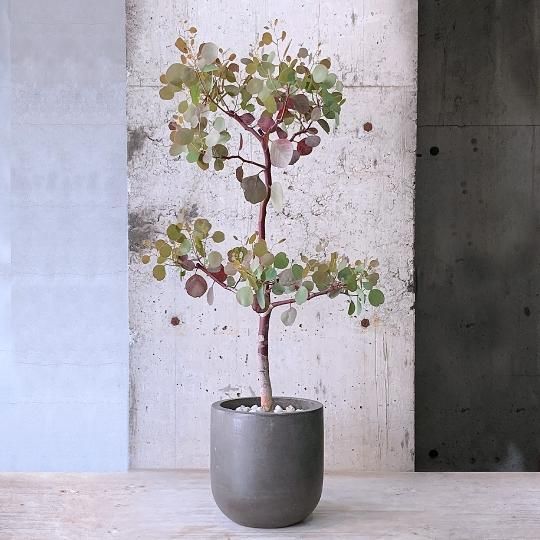 ぶどうの苗木　タノレッド　底面給水6寸鉢ごと 苗　植物 ぶどうの苗木 タノレッド 底面給水6寸鉢ごと 苗 植物 - メルカリ
