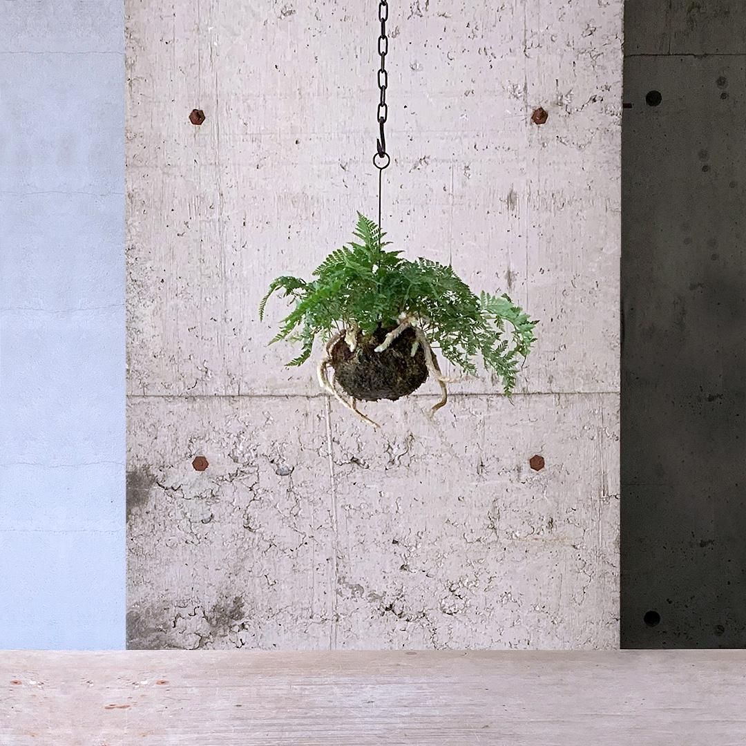苔玉・苔 endo 175041807_o1.jpg?