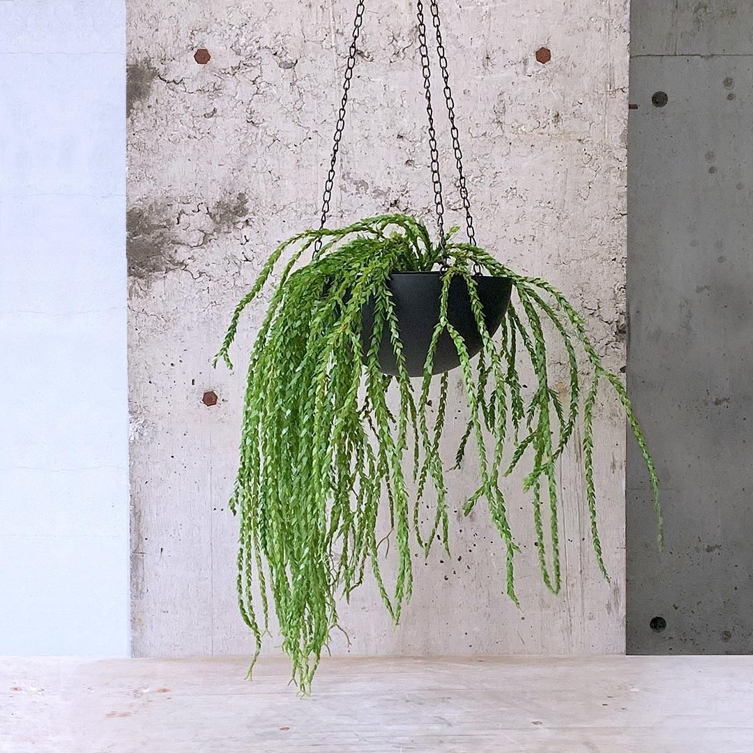 現物「フペルジア・ハンホン 吊り」5号 Huperzia Hang Hong