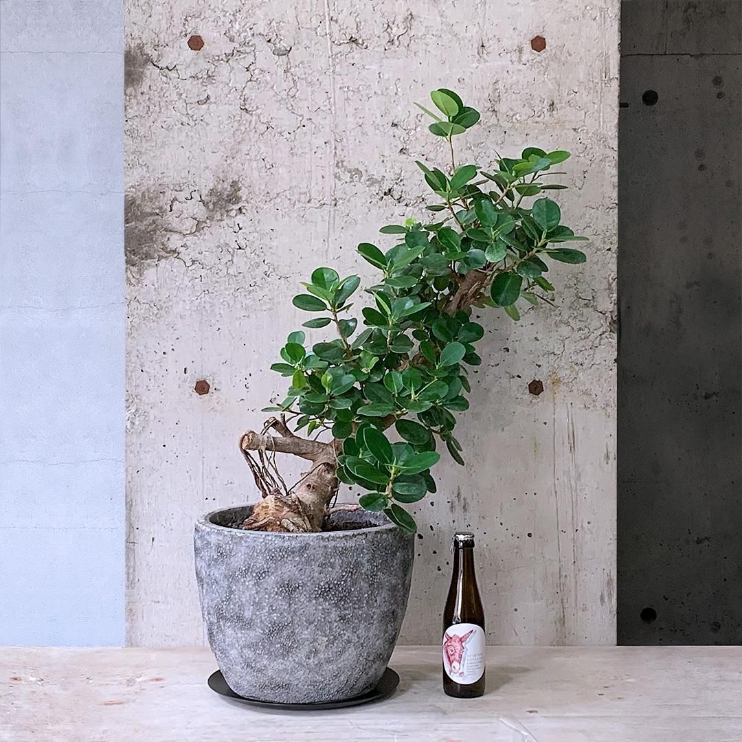 パンダガジュマル　ご希望の商品を選べます  ① パンダガジュマルCO59916A| 観葉植物の通信販売 | APEGO(アペーゴ)