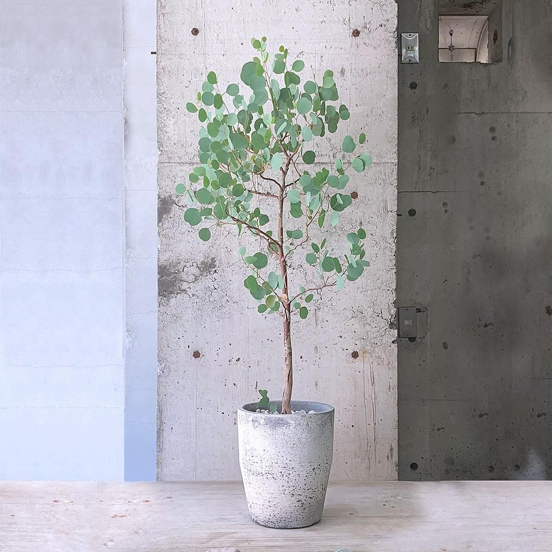 まん丸葉が可愛い♪ユーカリポポラス 樽型鉢植え 苗 シンボルツリー まん丸葉が可愛い♪ユーカリポポラス 樽型鉢植え 苗 シンボルツリー