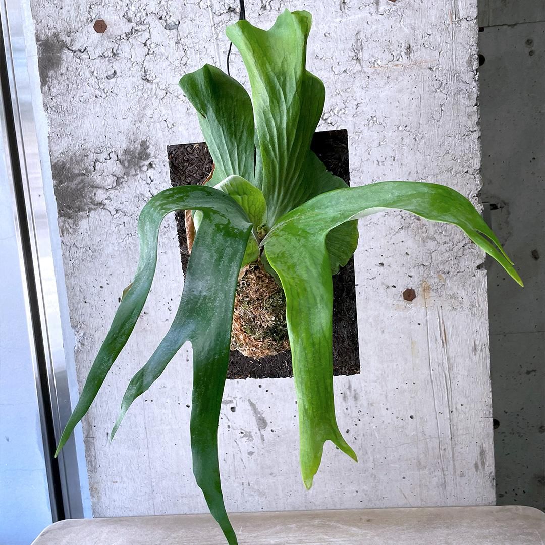 ビカクシダ　ステマリア　親株 ステマリアの子株が大きくなりすぎて不安です。