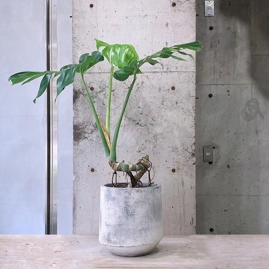 Amazon｜観葉植物 本物 モンステラ 6号鉢｜観葉植物 オンライン通販