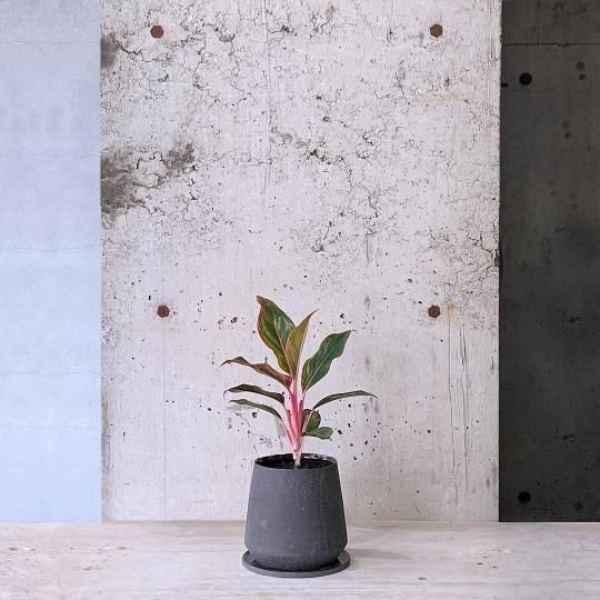 Amazon｜PLANCHU 観葉植物 トックリヤシモドキ 7号鉢 受け皿付き