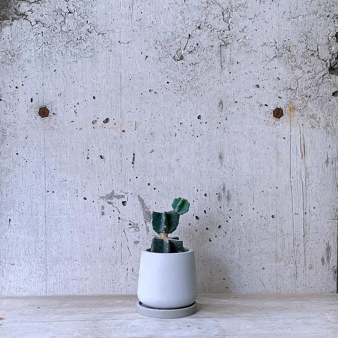 柱サボテン　鬼面閣　ブランチ 柱サボテン 鬼面閣 ブランチ urb pot - TRANSHIP