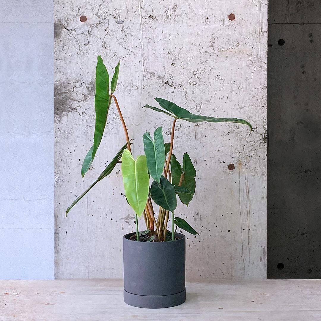 フィロデンドロン：ビレッタエ フィロデンドロン ビレッタエ GY - TRANSHIP